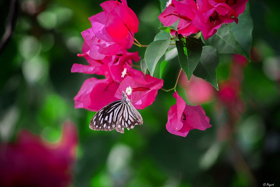 India, Khunta Amba, Vishal Khadi Eco Campsite, Green, - Brush-footed Butterfly - HD Wallpaper 