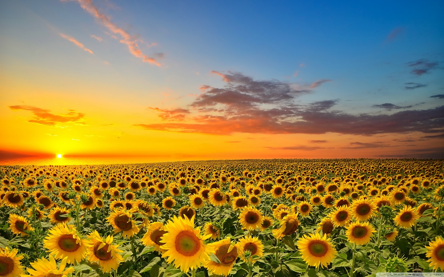 Desktop Background Sunset Sunflower - HD Wallpaper 