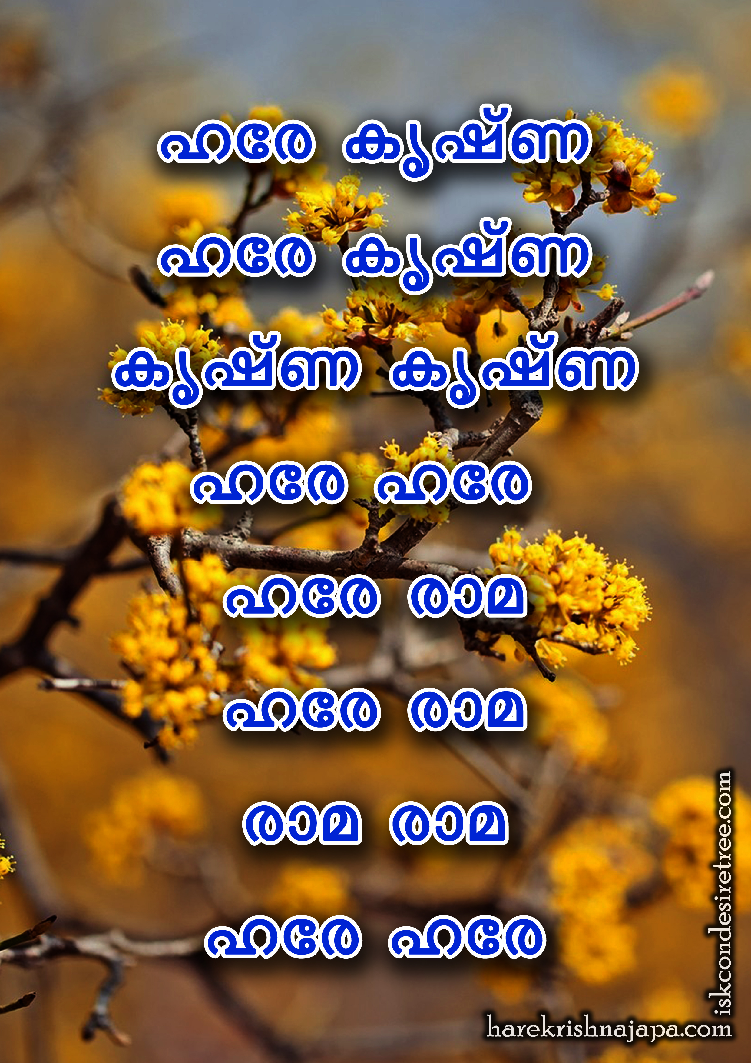 Flower - HD Wallpaper 