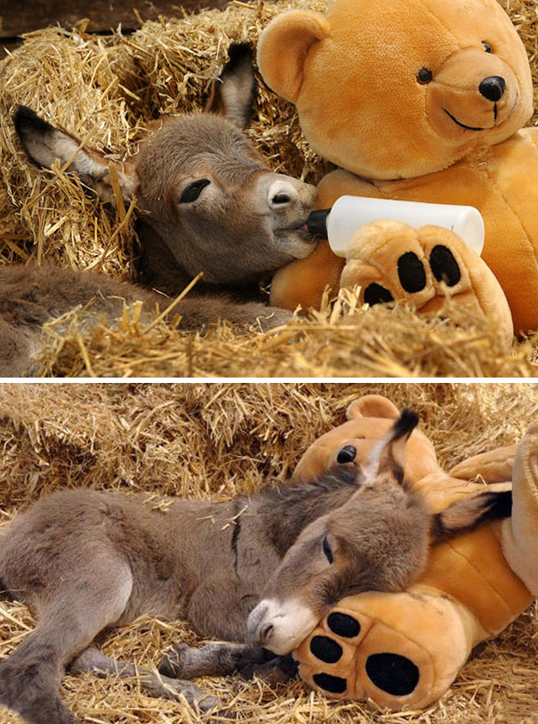 Sparky The Week Old Miniature Donkey At Ashington Park - Baby Donkey Cute - HD Wallpaper 