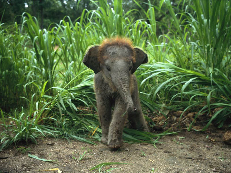 Cute Baby Elephant 1 The 35 Cutest Baby Elephants You - Asian Baby Elephant - HD Wallpaper 