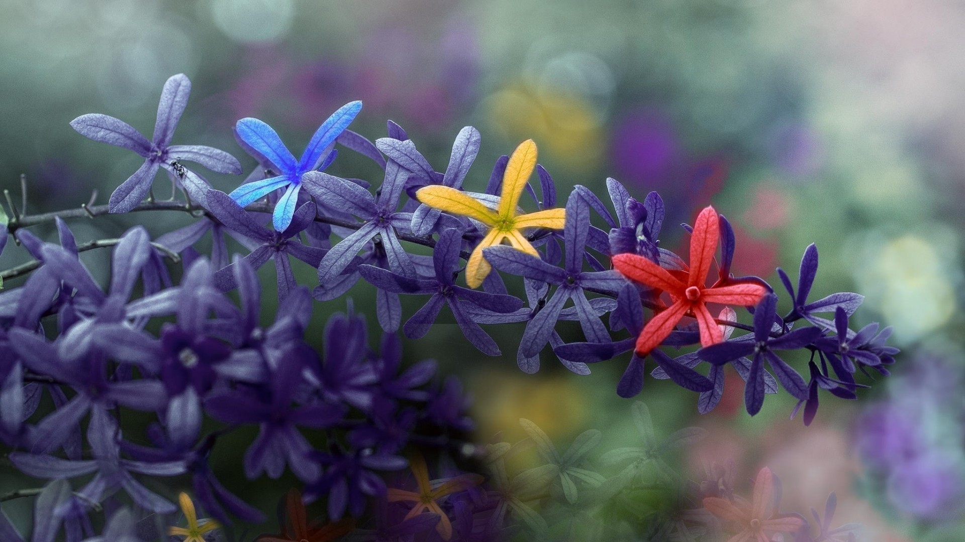 Colorful Flowers Spring Hd Wallpapers - Hd Spring Season Photography - HD Wallpaper 