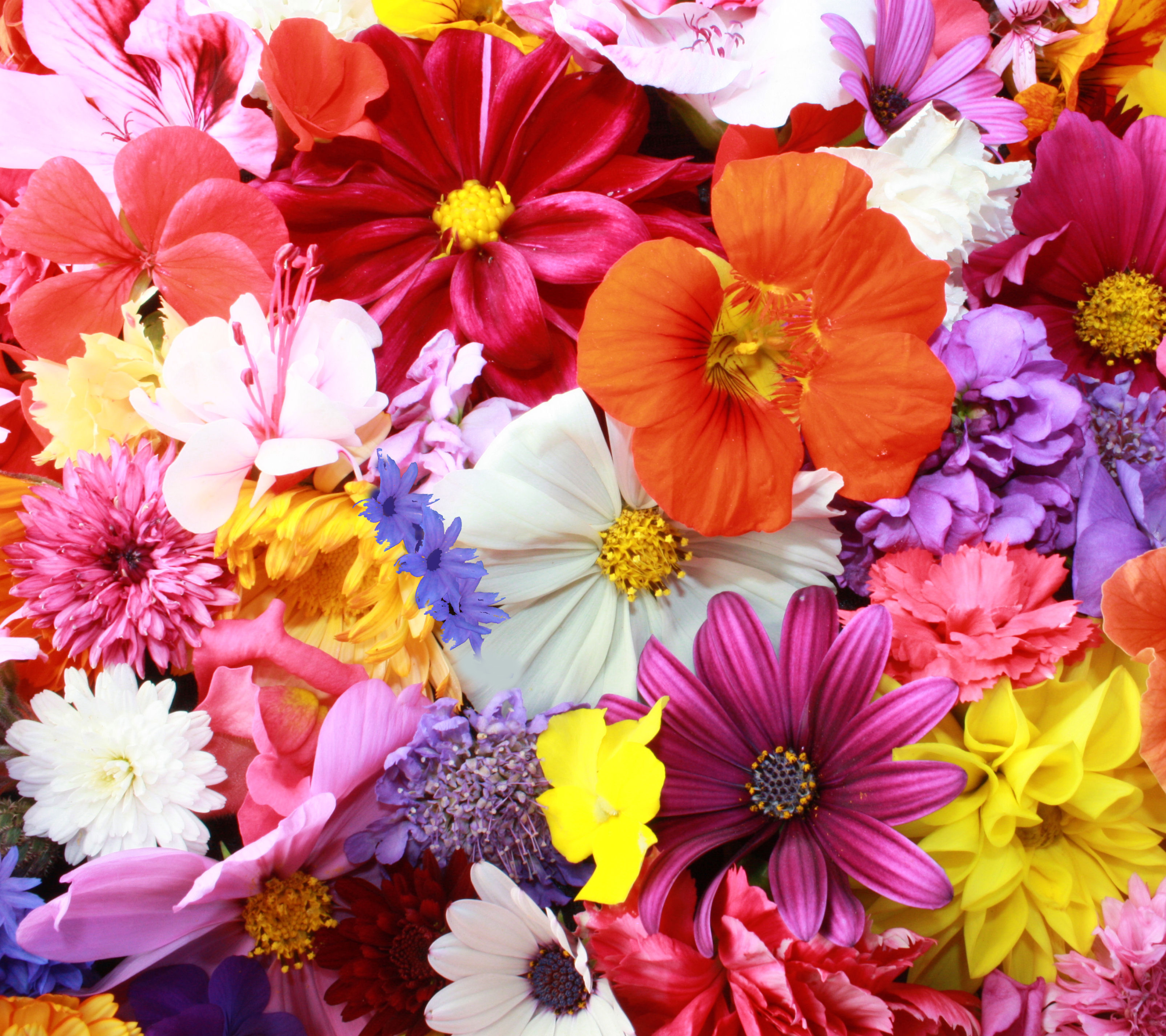 Flowers Orange Pink Red - HD Wallpaper 