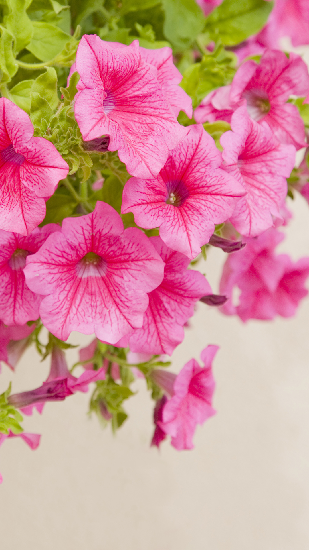 Kalai Vanakkam With Flowers - HD Wallpaper 