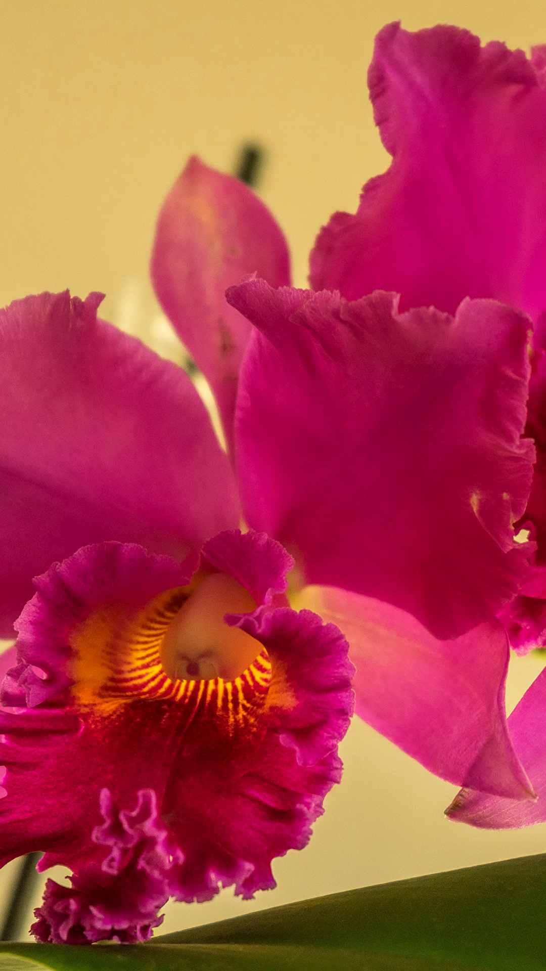 Orchids - HD Wallpaper 