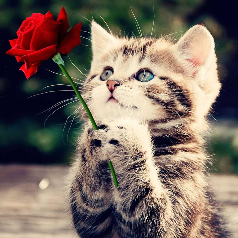 Cat And Rose - HD Wallpaper 