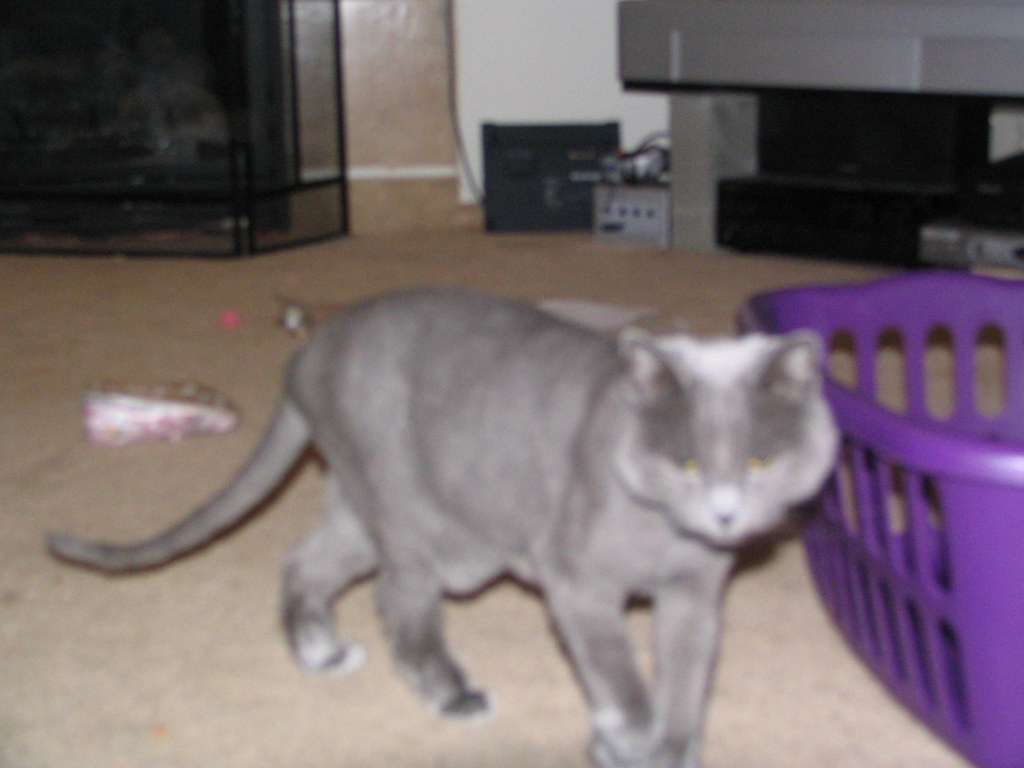 Domestic Short-haired Cat - HD Wallpaper 