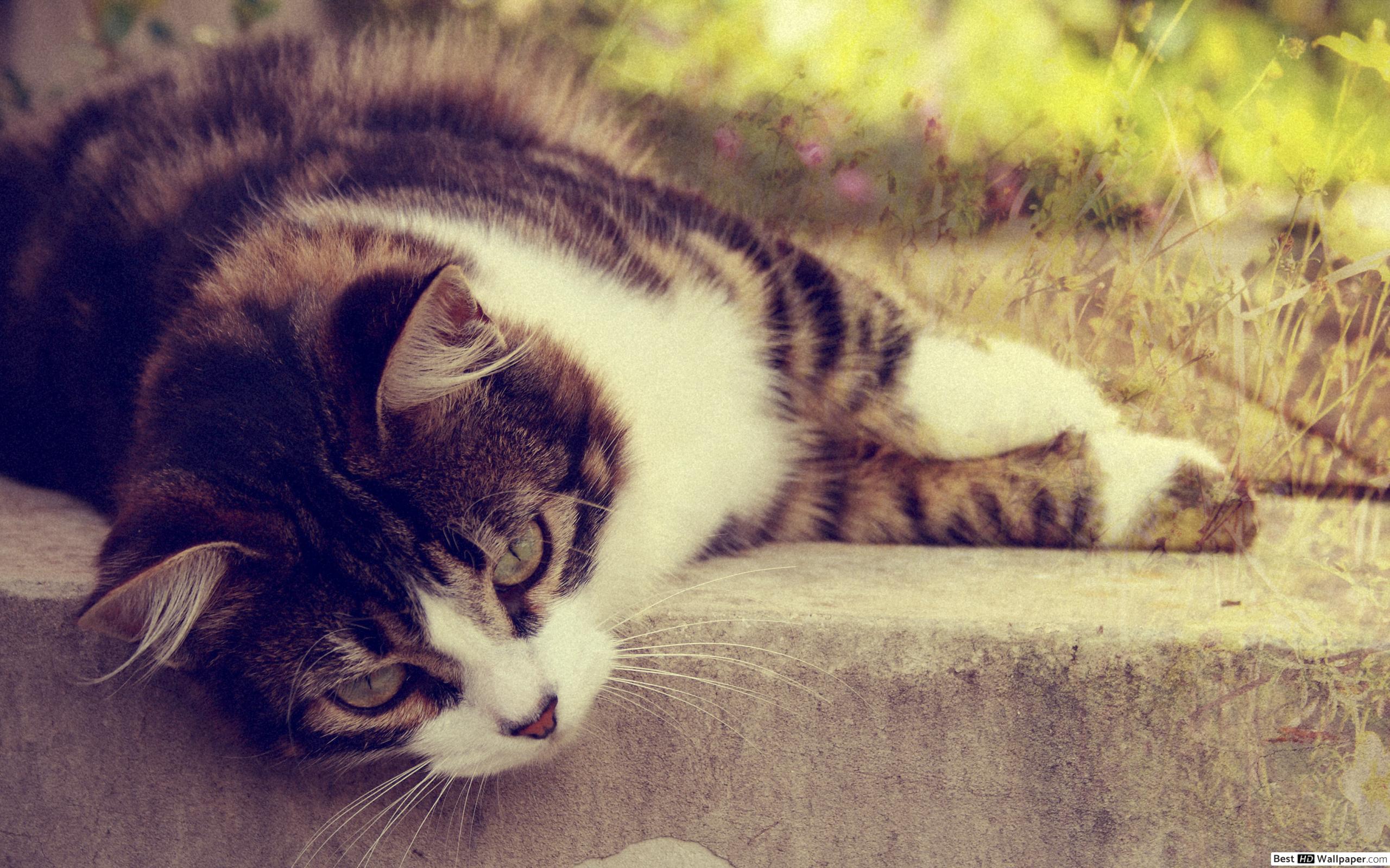 Fondo De Pantalla Gatos Adorable - HD Wallpaper 