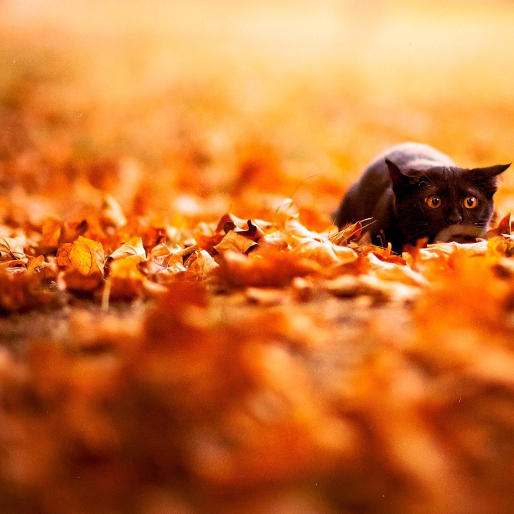 Best Cat Wallpaper - HD Wallpaper 