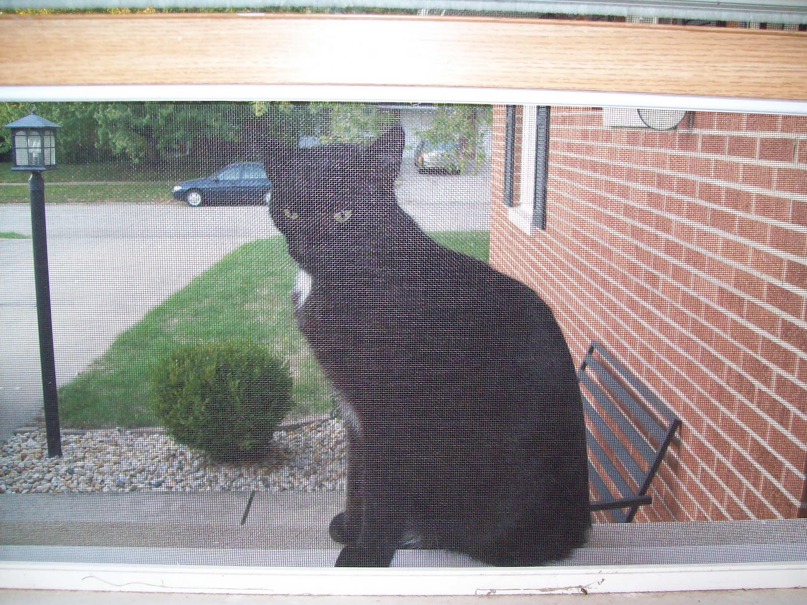Stalker Cat Wallpaper - HD Wallpaper 