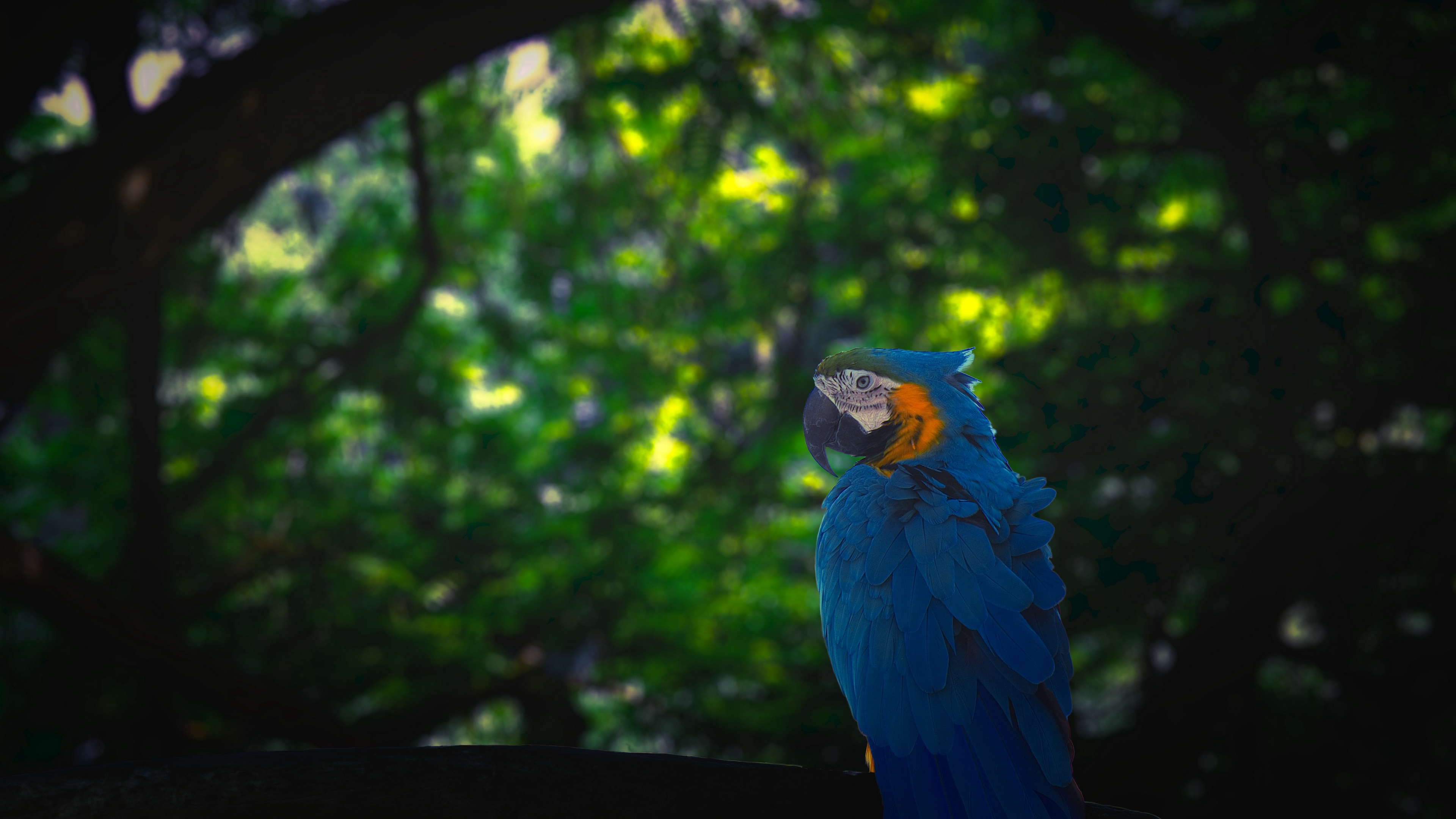 Macaw Parrot Bird Jungle 4k - HD Wallpaper 