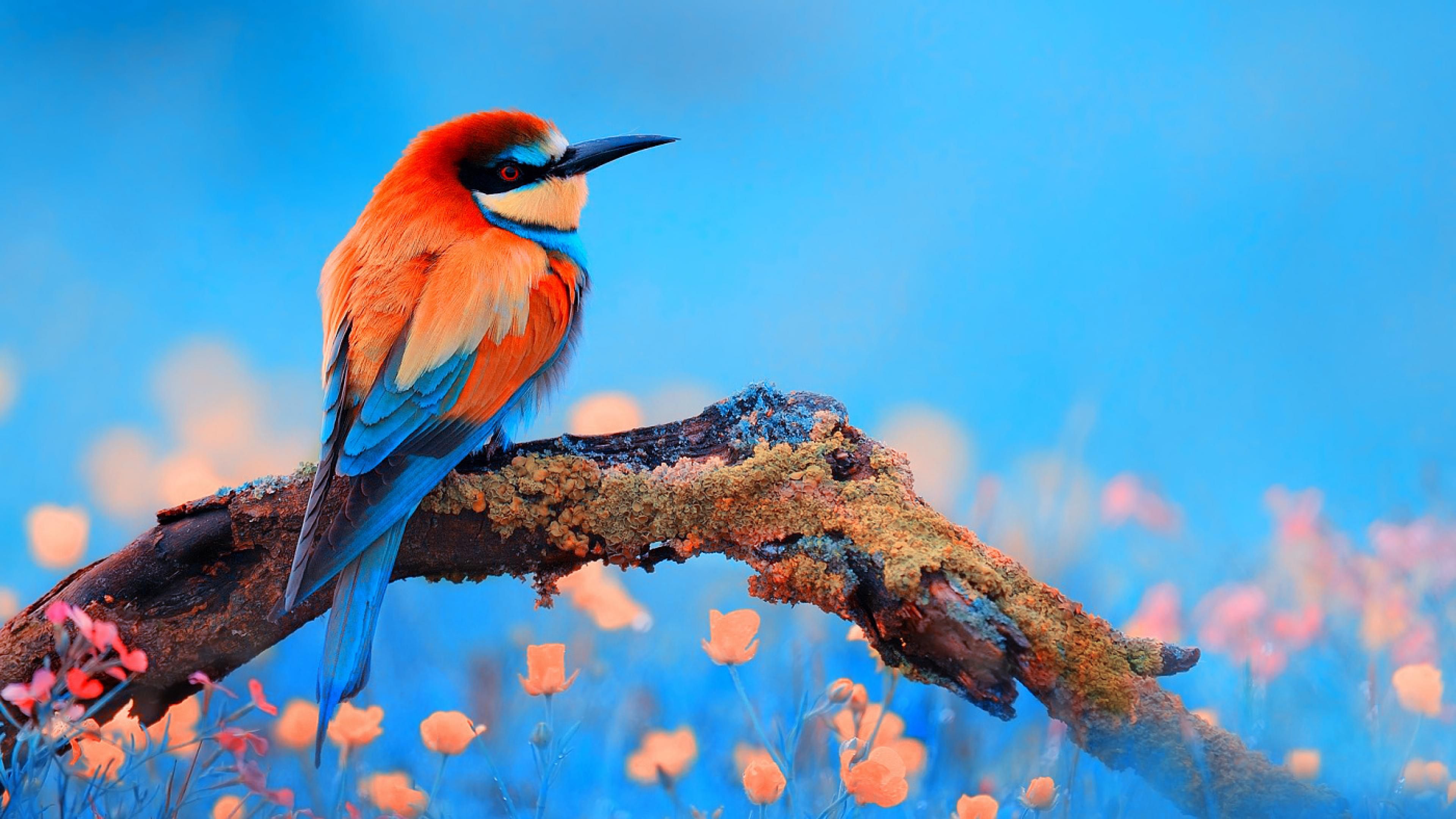 4k Bird Wallpaper - 3840x2160 Wallpaper 4k Bird Wallpaper - 3840x2160 Wallpaper