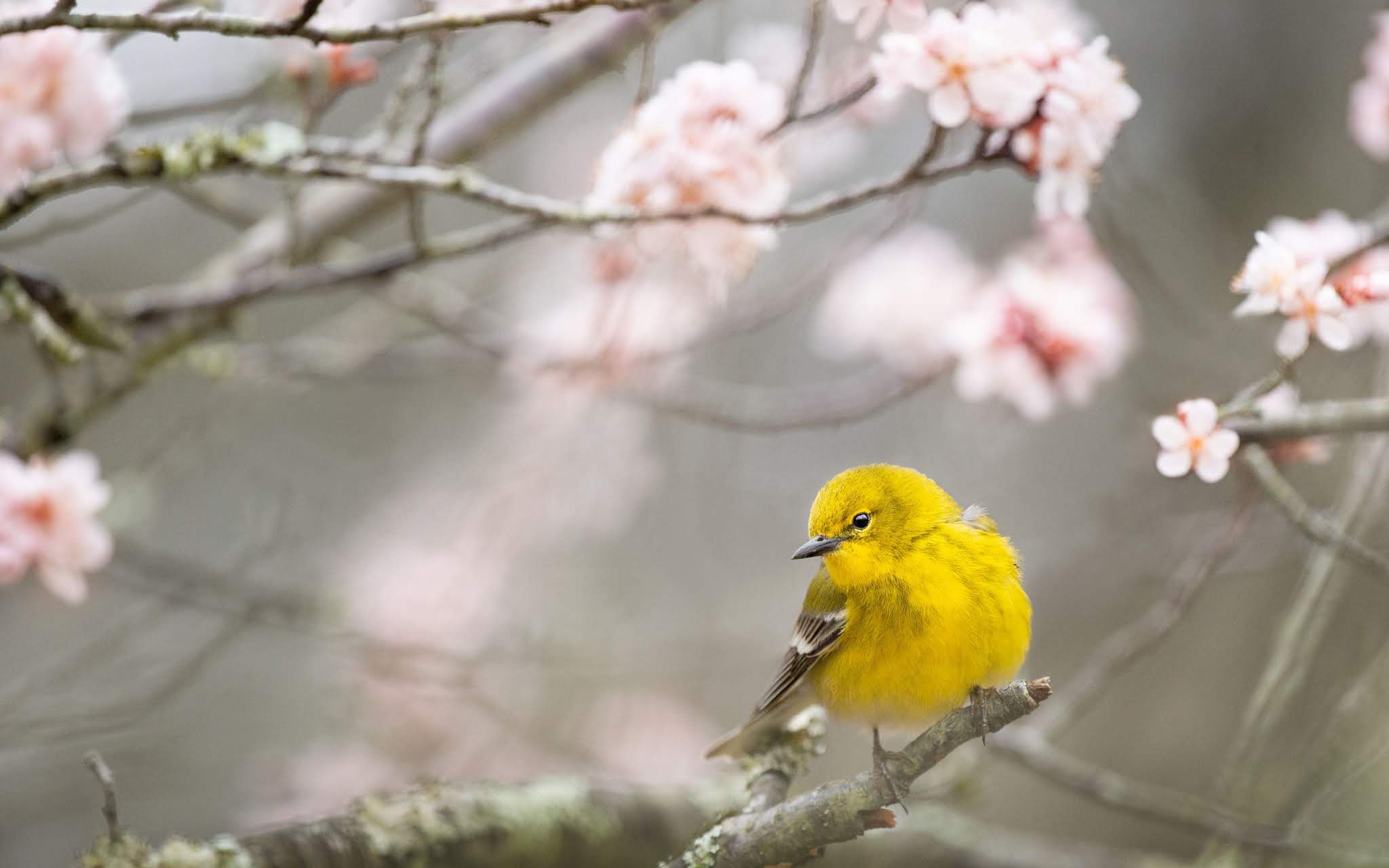 Wallpaper Winter Bird, Hd, 4k Images - HD Wallpaper 