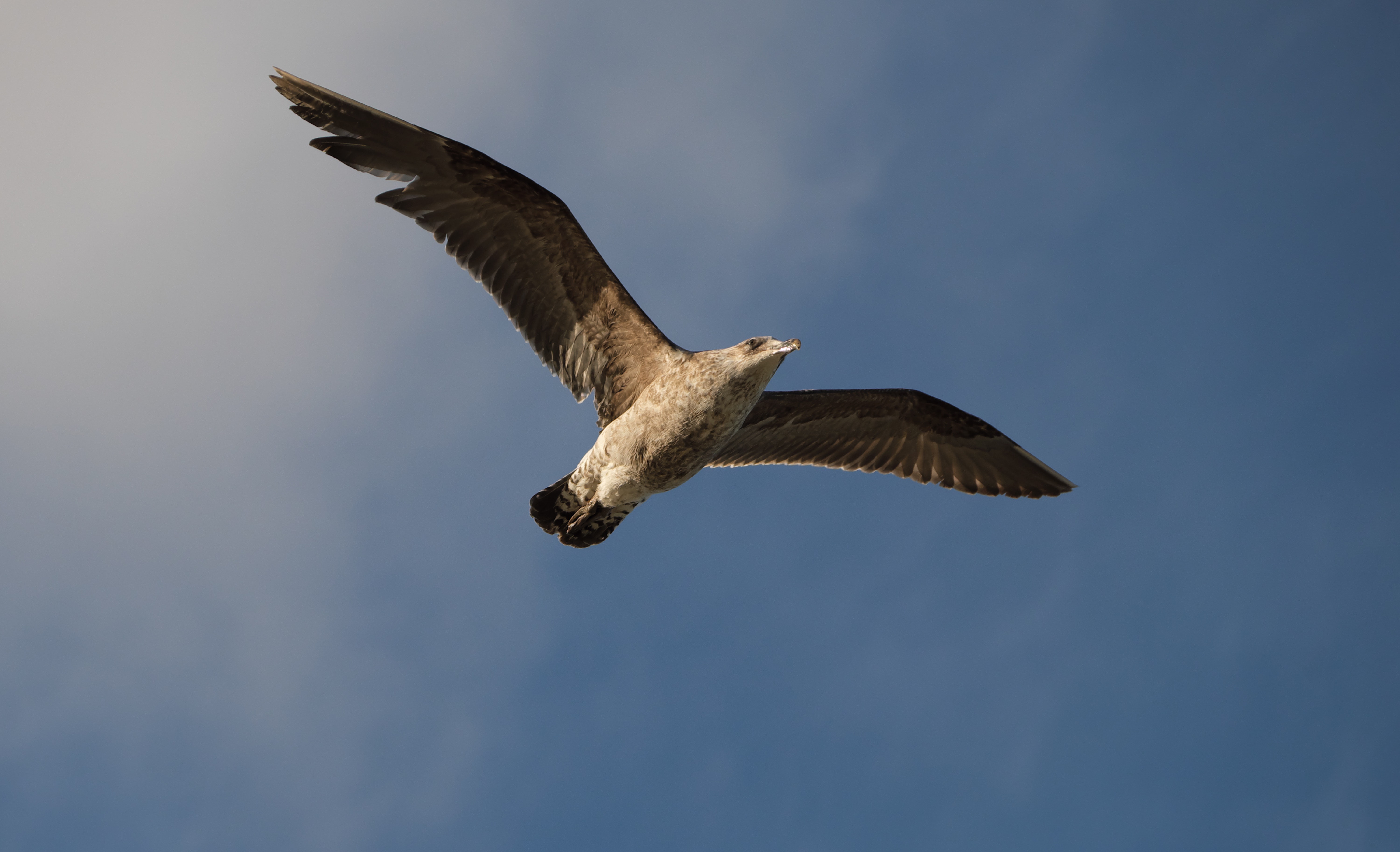 4k Bird Wallpaper - HD Wallpaper 