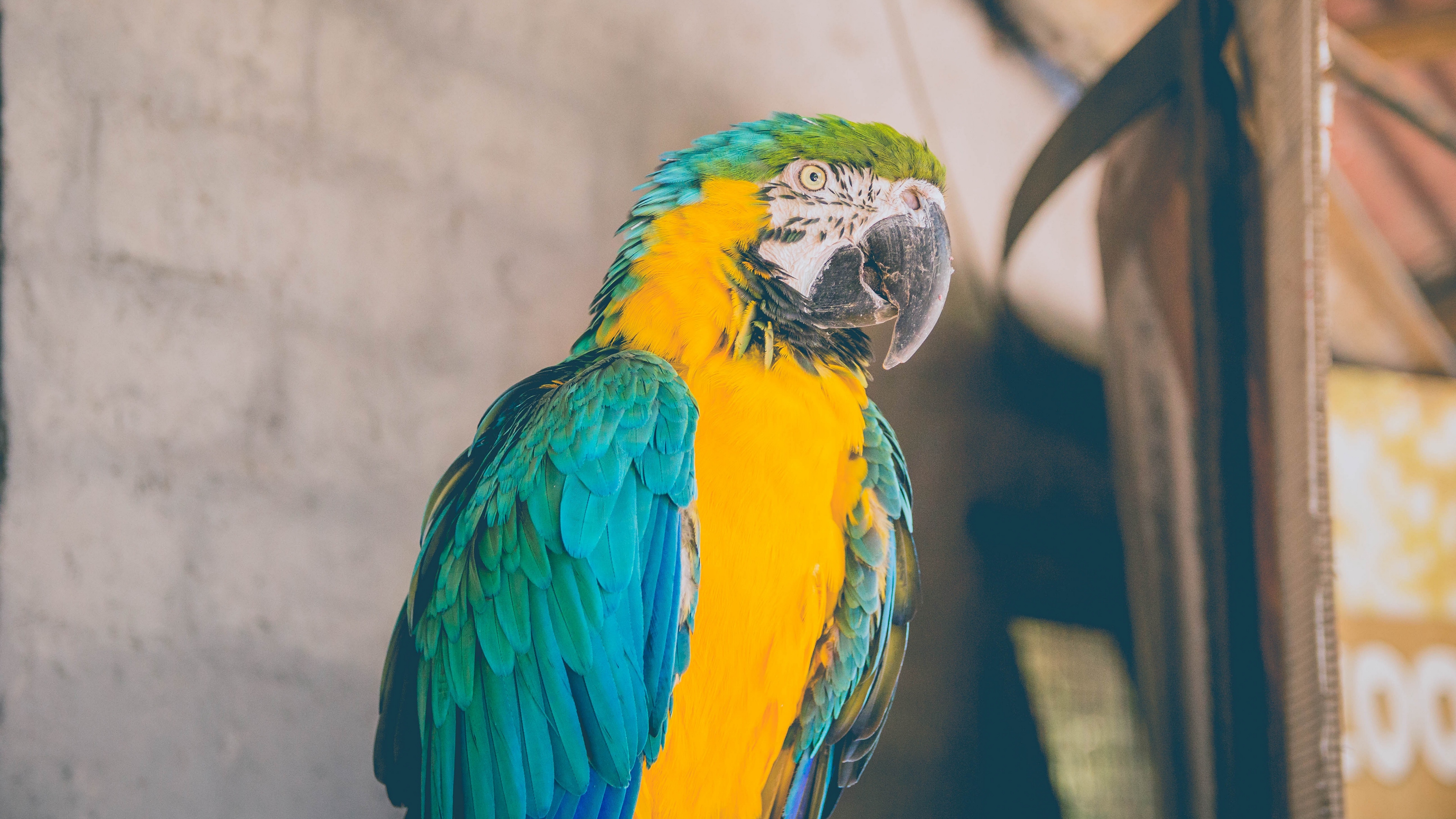 Parrot Bird Color 4k - HD Wallpaper 