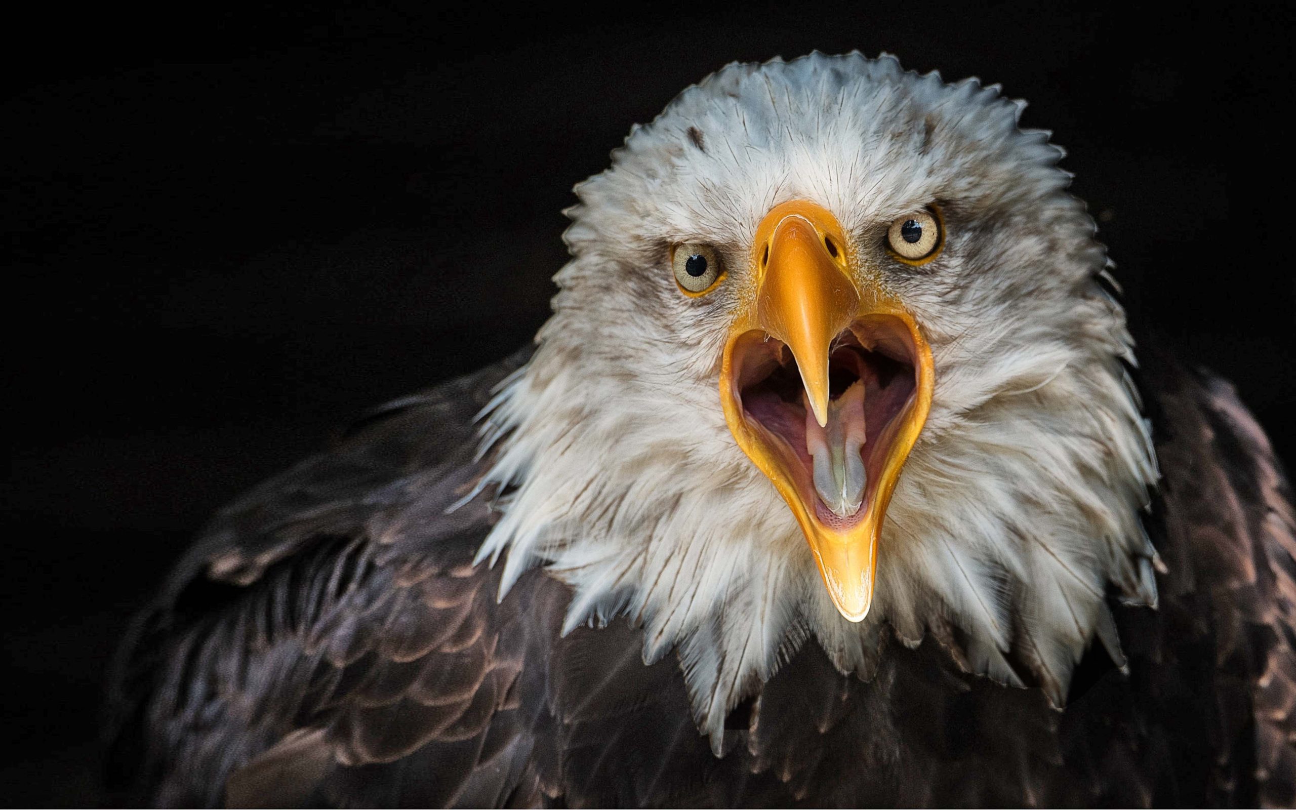 4k Bird Wallpaper - HD Wallpaper 