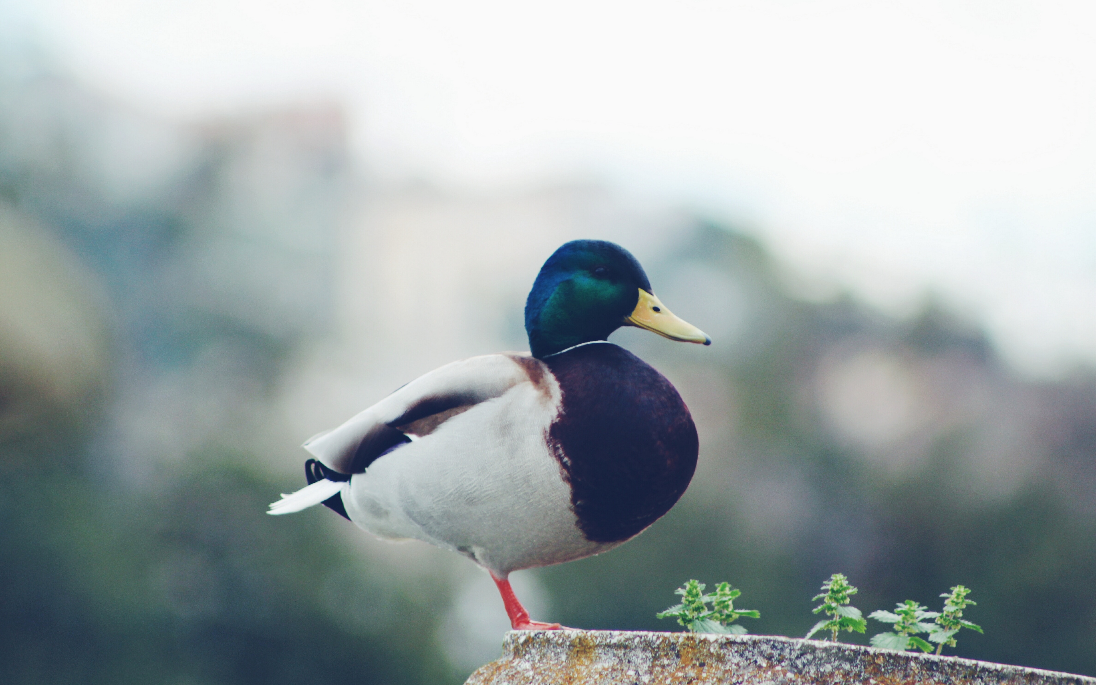 Wallpaper Mallard, Duck, Bird - HD Wallpaper 