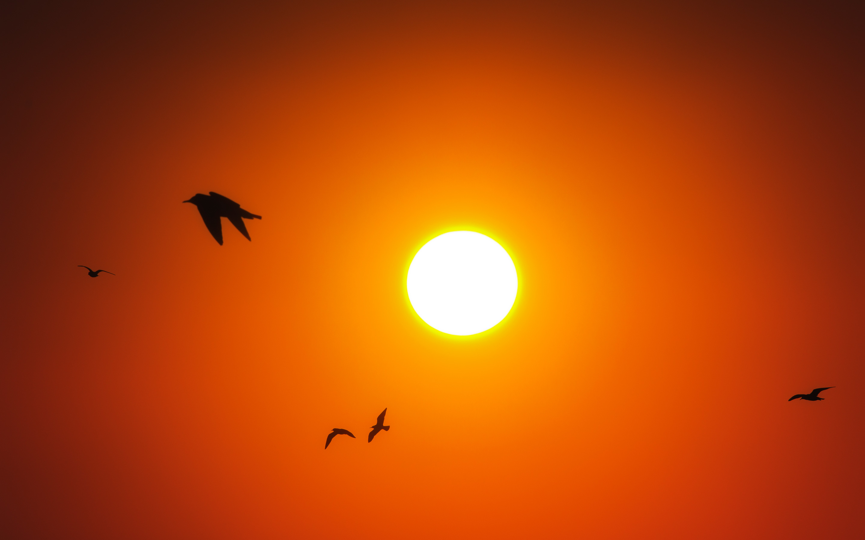 4k Bird Wallpaper - HD Wallpaper 