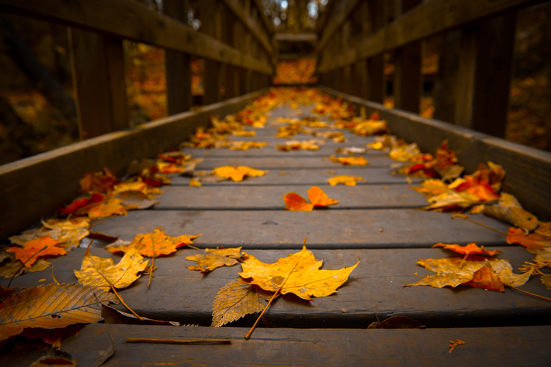 Fall Leaves On Bridge - HD Wallpaper 