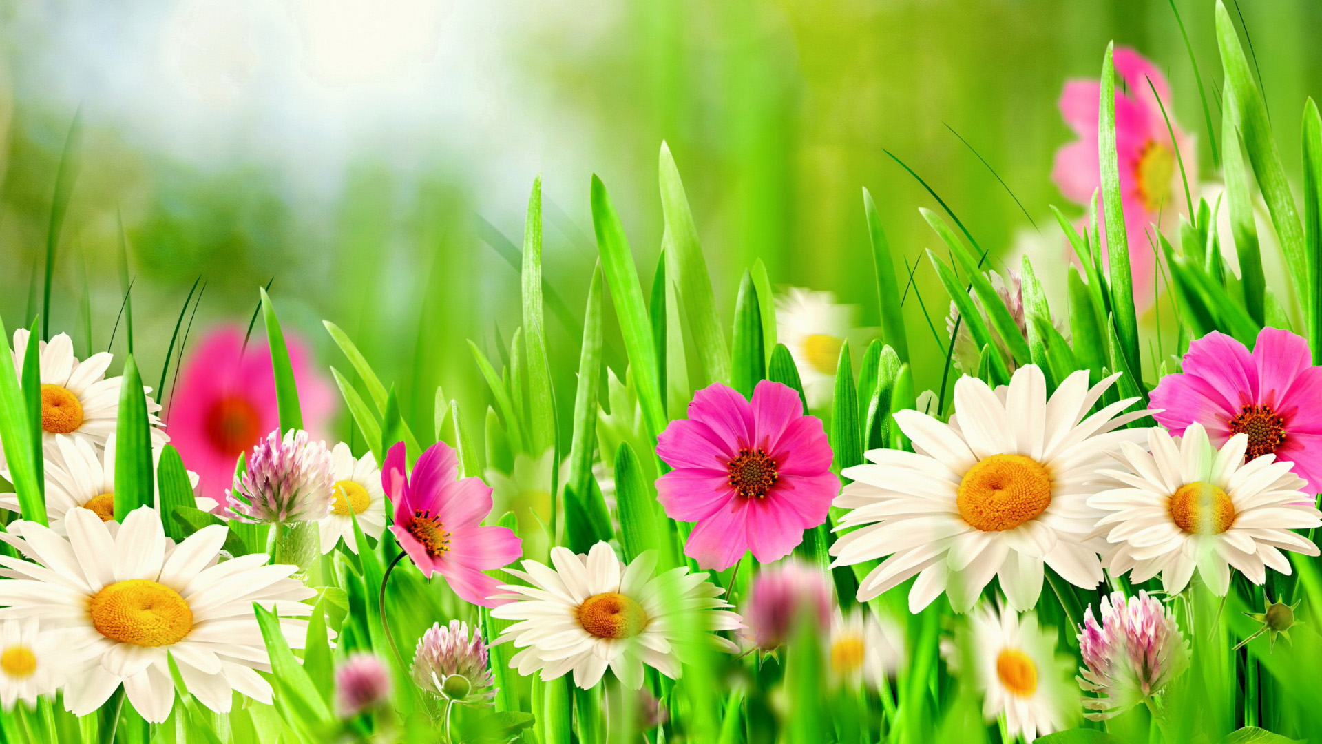 Spring Flower Backgrounds - HD Wallpaper 