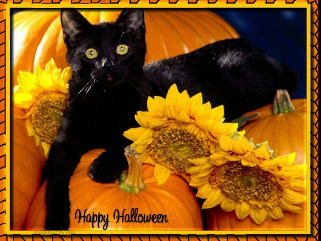 Halloween Pumpkins And Cats - HD Wallpaper 
