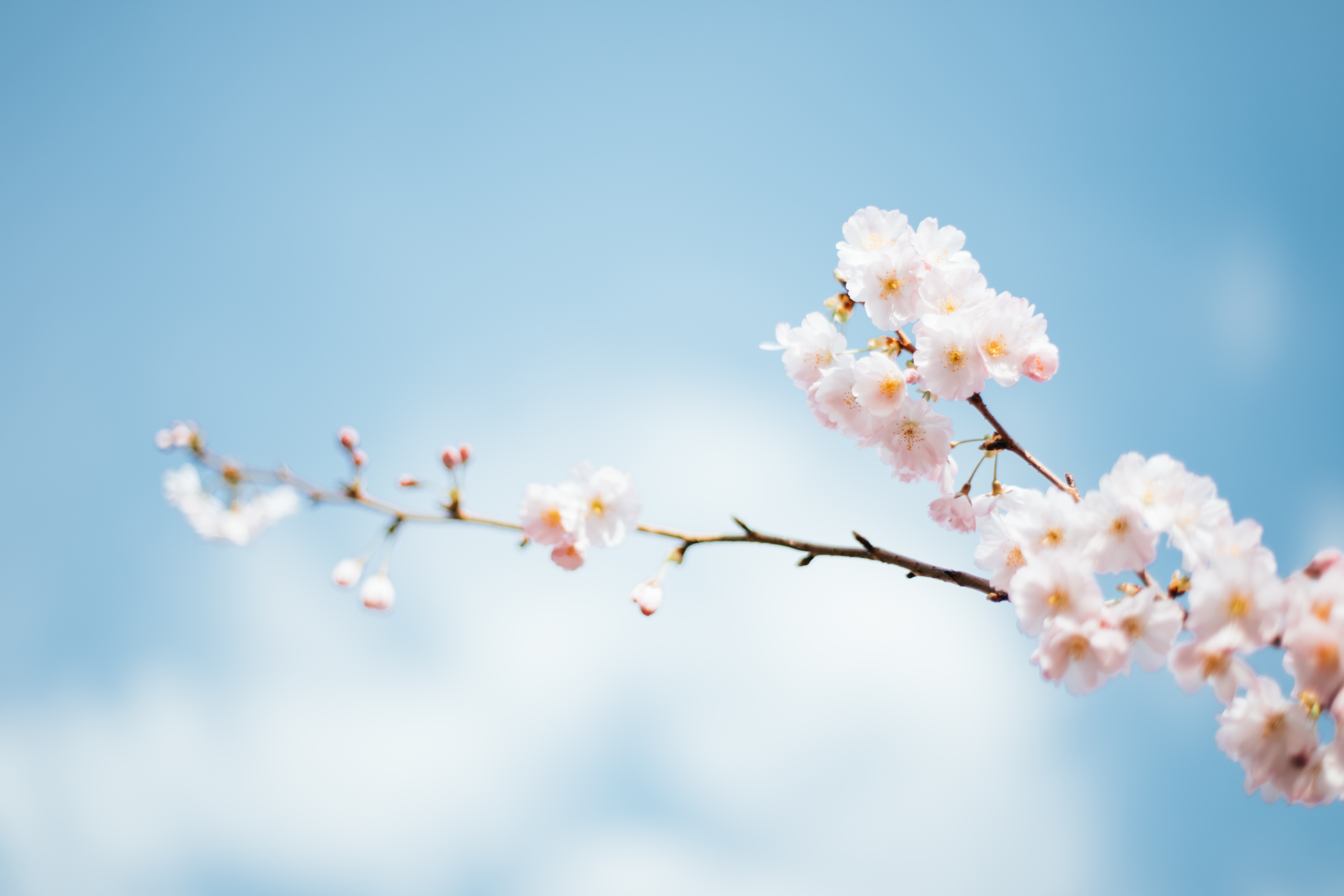 Unsplash Spring - HD Wallpaper 