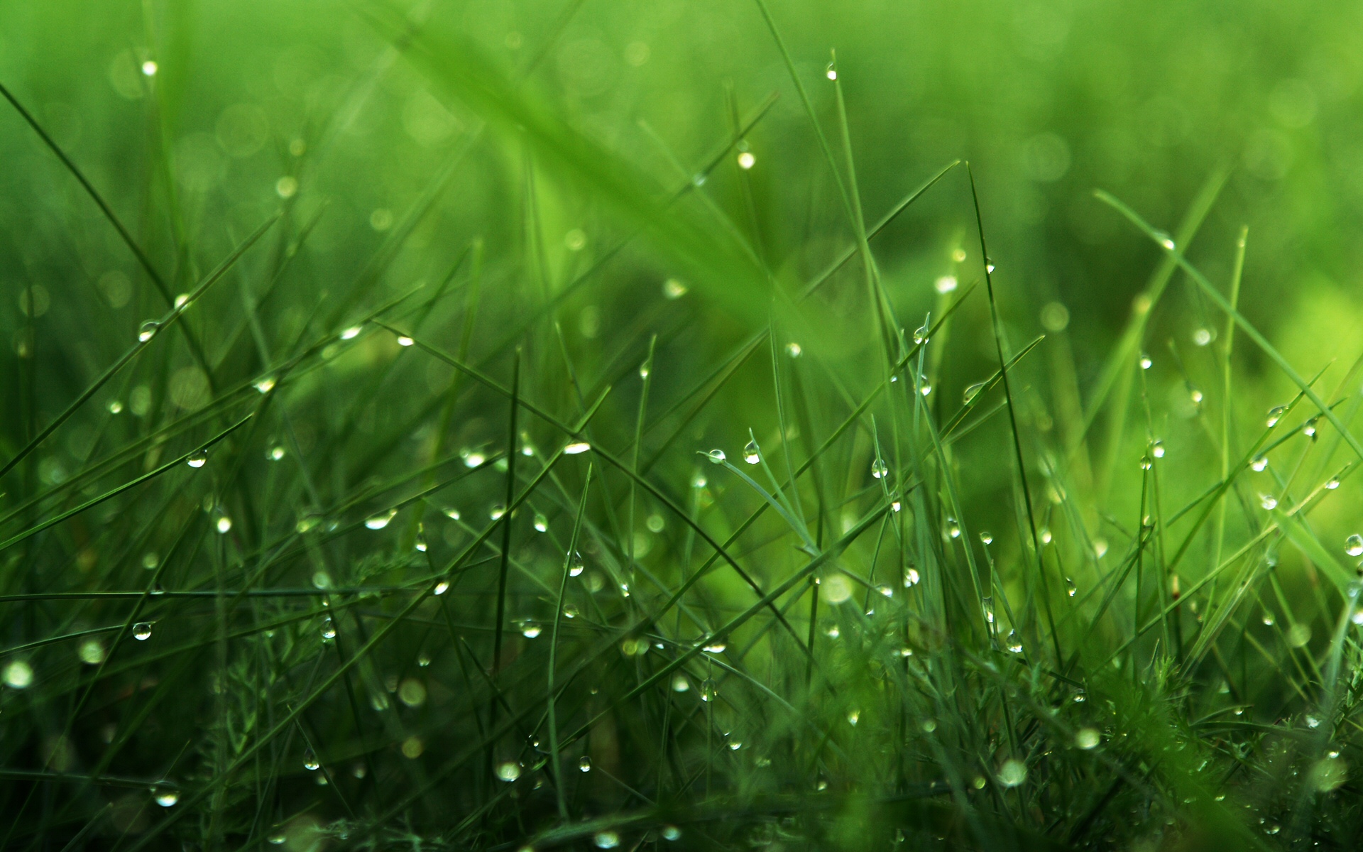 Full Green Grass Image - Hd Green - HD Wallpaper 