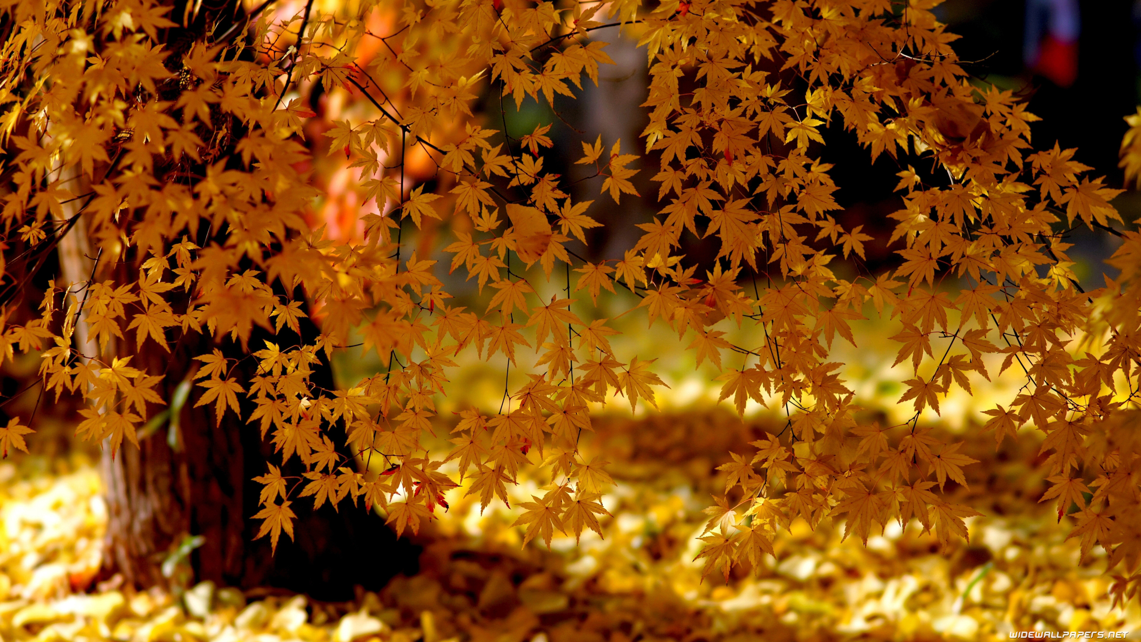 Autumn Wallpaper 4k - HD Wallpaper 