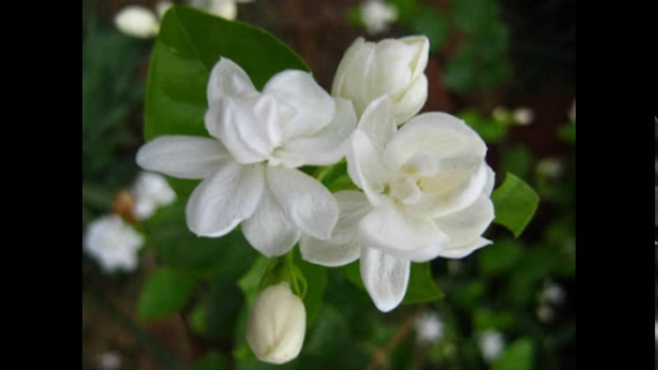 Animated Flowers Of Jasmine - HD Wallpaper 