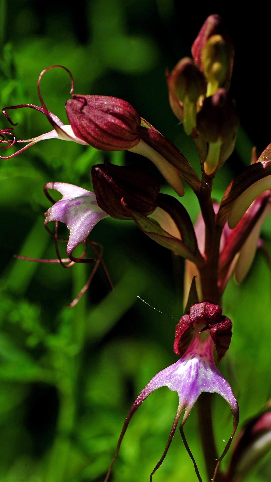 Wallpaper Hd Elok Untuk Desktop - تصویر زمینه گوشی - HD Wallpaper 