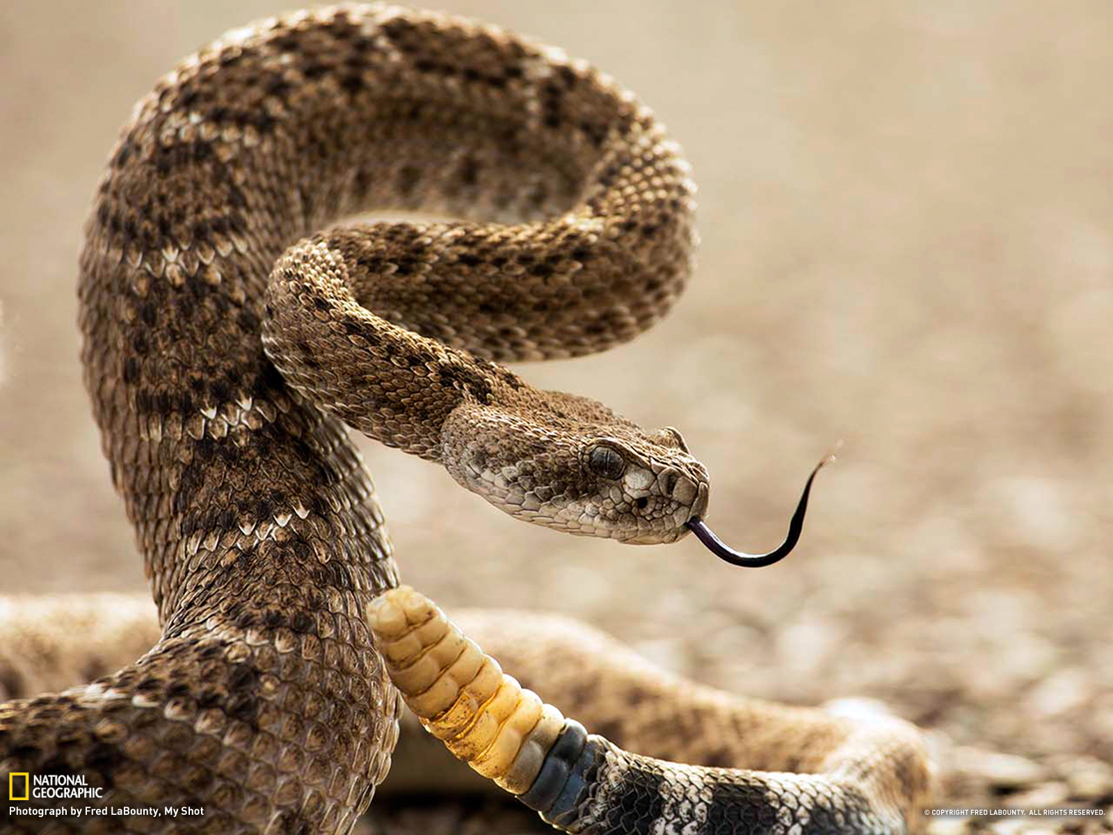 Animal Live Wallpaper Android - Western Diamondback Rattlesnake - HD Wallpaper 