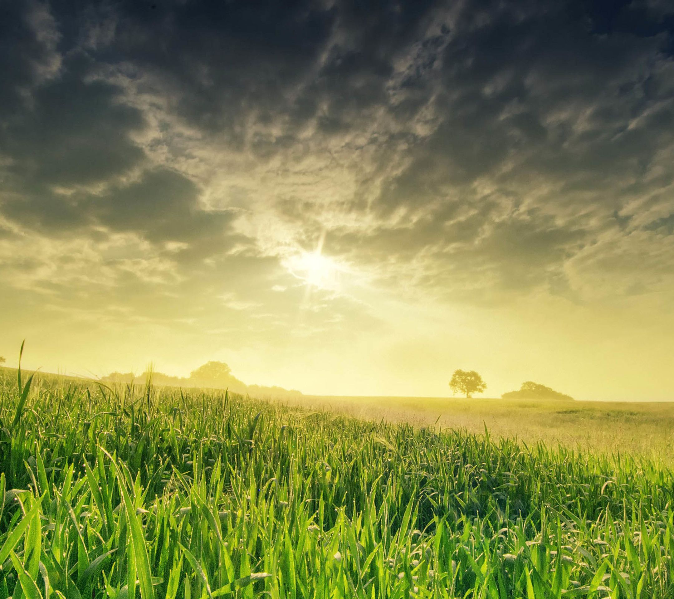 Hd Grass Field Background - HD Wallpaper 