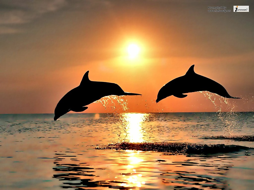 Dolphin Watching In Bais City - HD Wallpaper 