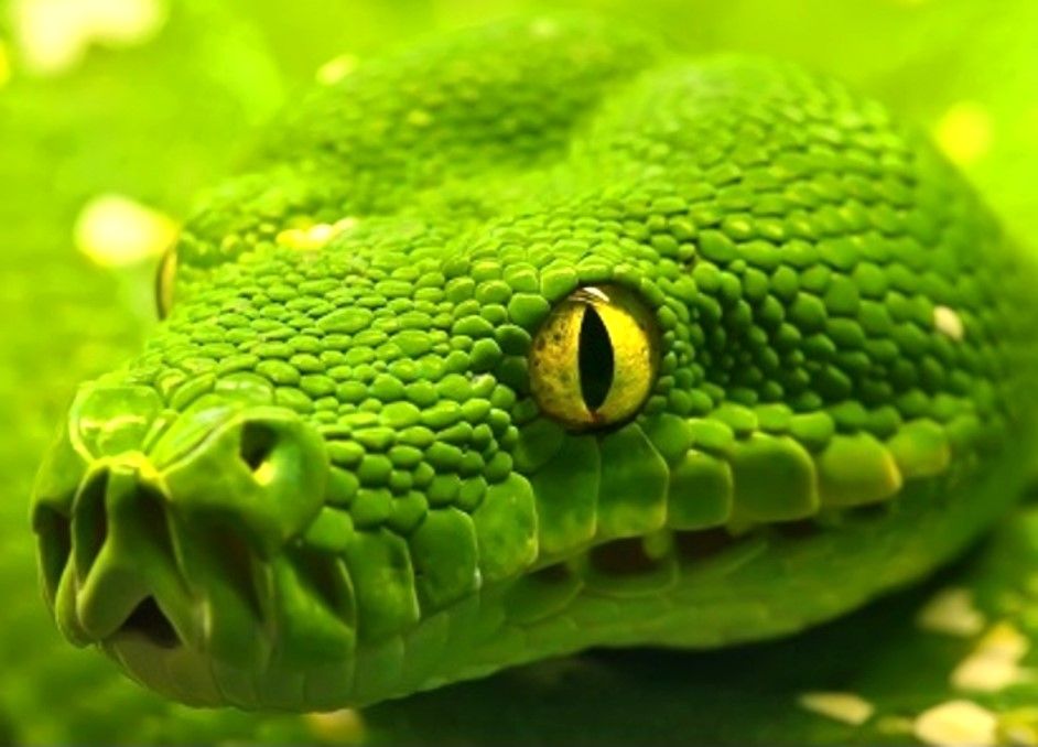 Snake Wallpaper Hd - HD Wallpaper 