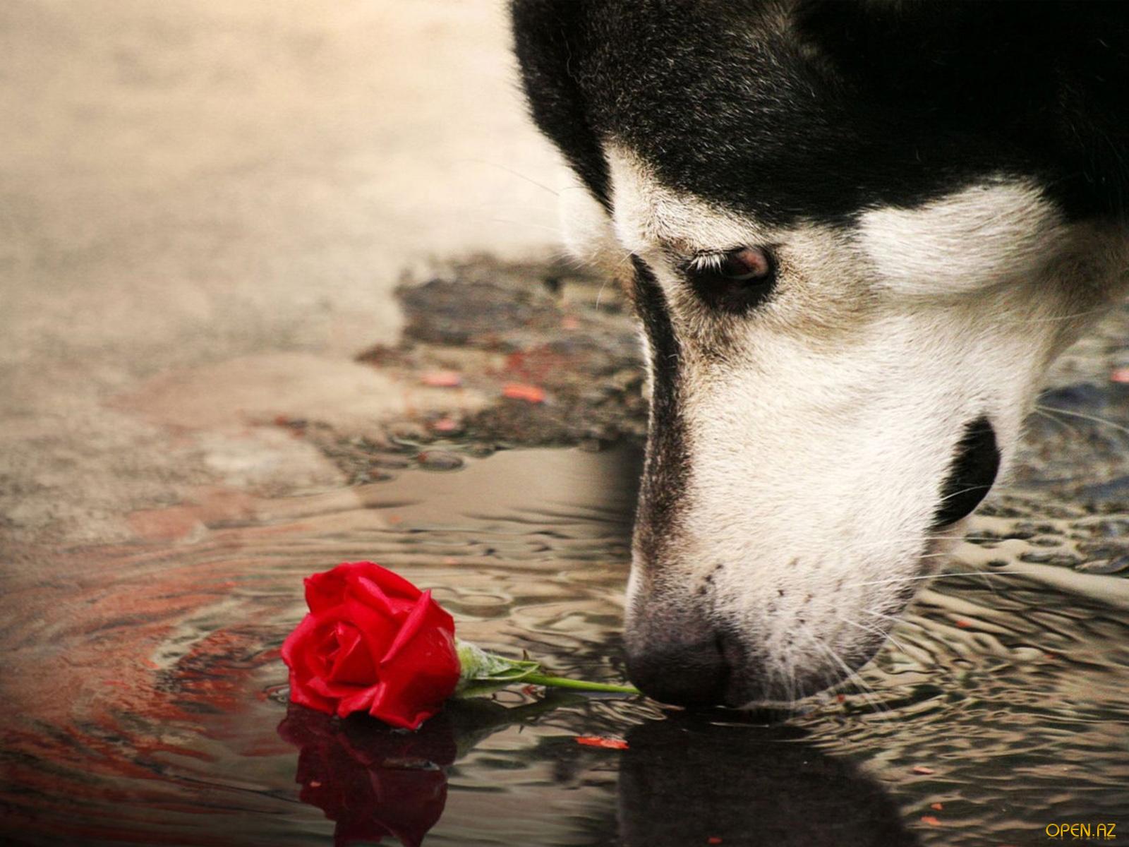 Love Is Pain Wallpapers - Dog Falling In Love - HD Wallpaper 