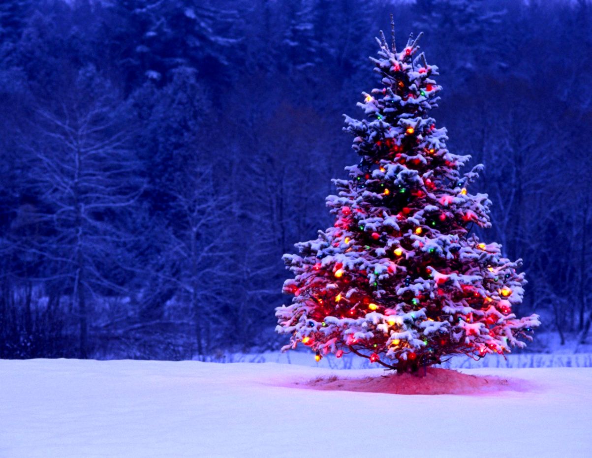 Christmas Winter Scenes Desktop Wallpaper Wallpapersafari - Christmas Tree Lights Forest - HD Wallpaper 