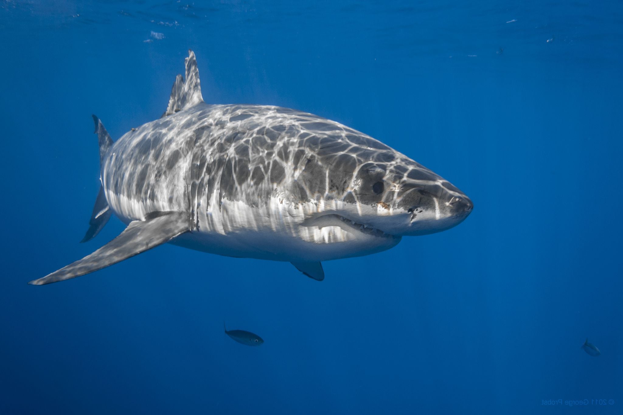 Great White Shark Wallpaper - Shark - HD Wallpaper 