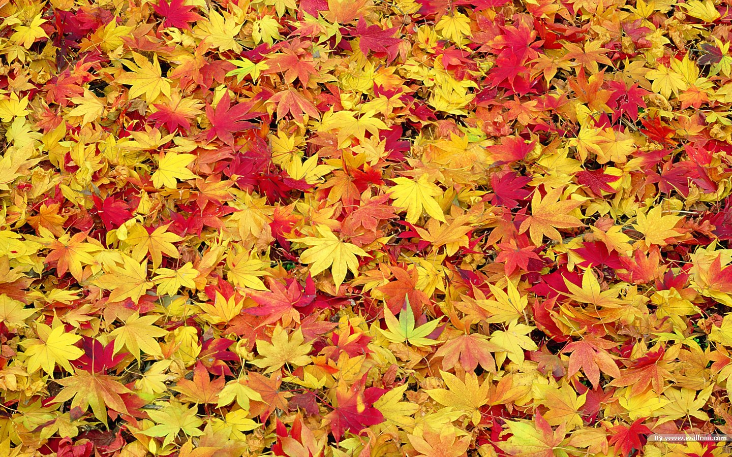 Download Fall Desktop Wallpaper Widescreen - HD Wallpaper 