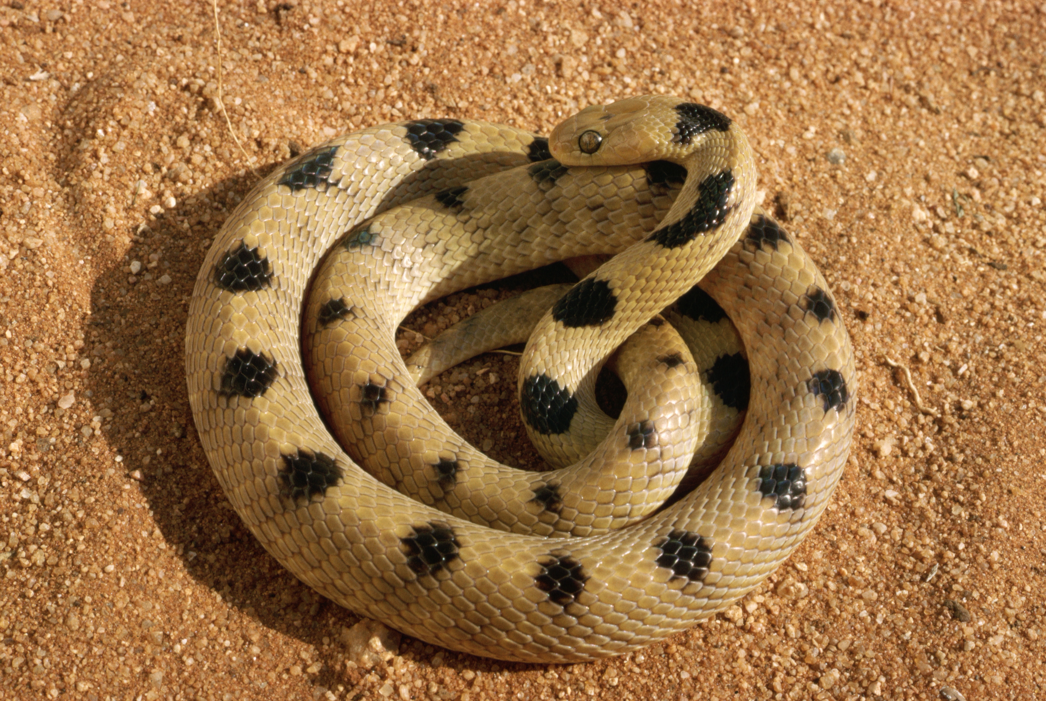 Wallpaper Snake, Bend, Sand, Gravel - Snake Bend - HD Wallpaper 