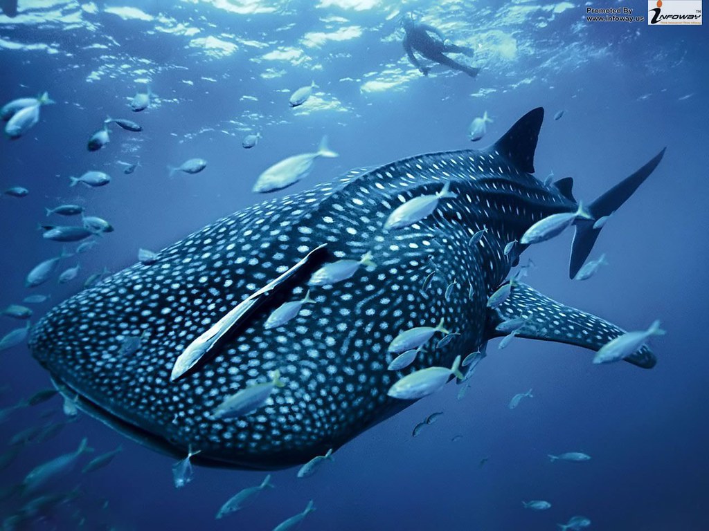 Whale Shark - HD Wallpaper 