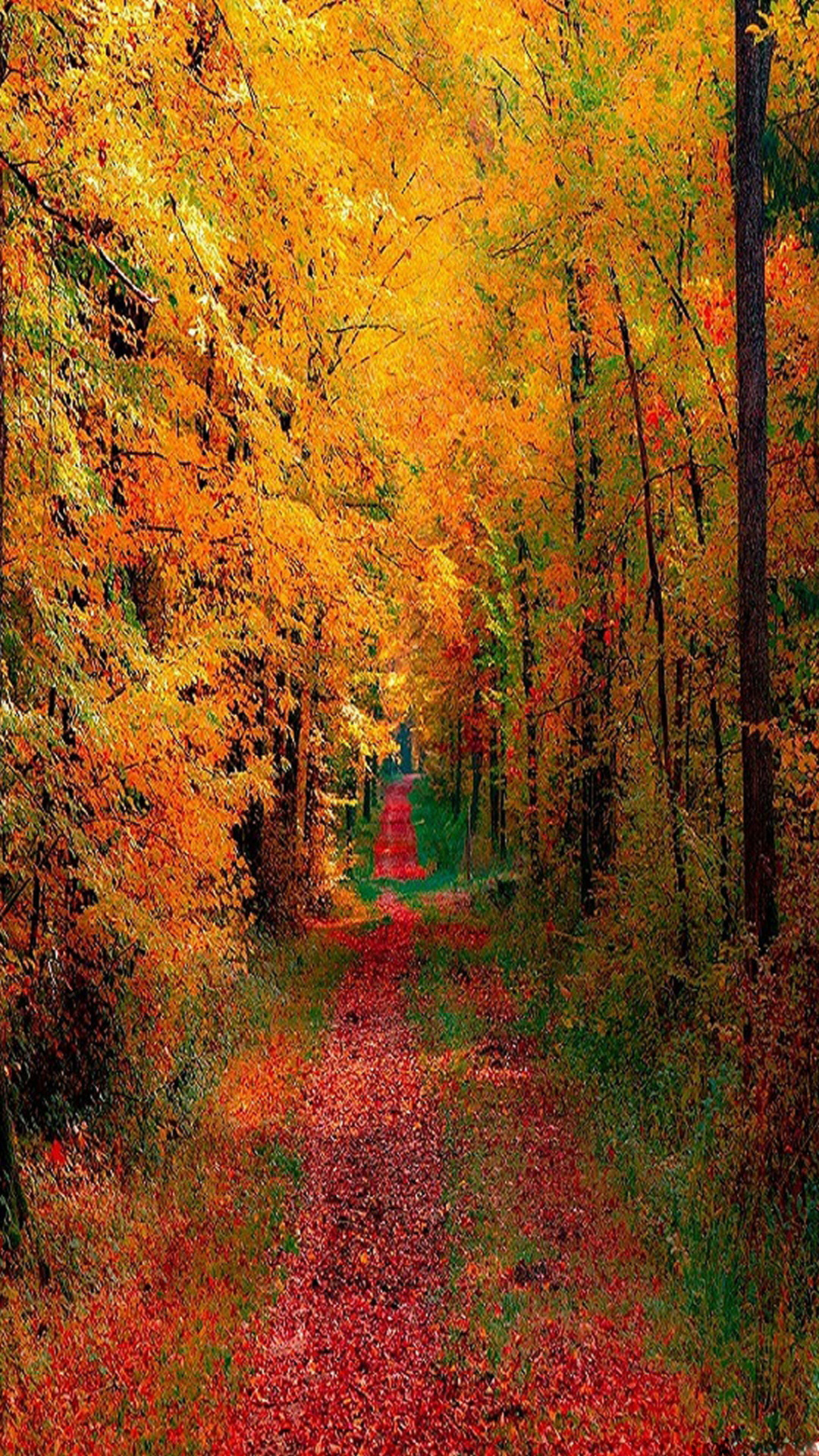 Fall Iphone Backgrounds Wallpaper - Fall Woods Iphone Background - HD Wallpaper 