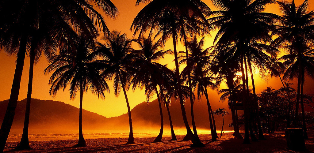 Palm Trees Beach Hd - HD Wallpaper 