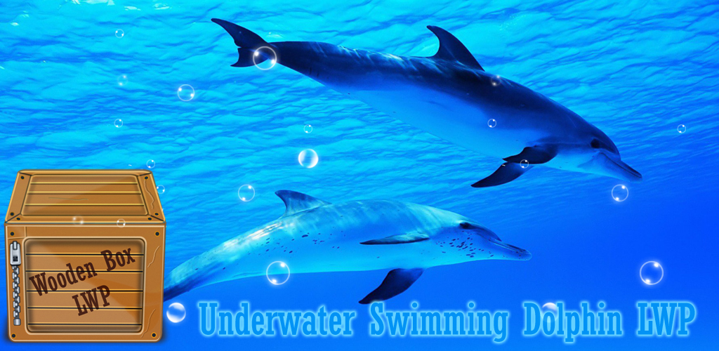 Dolphin Ocean - HD Wallpaper 