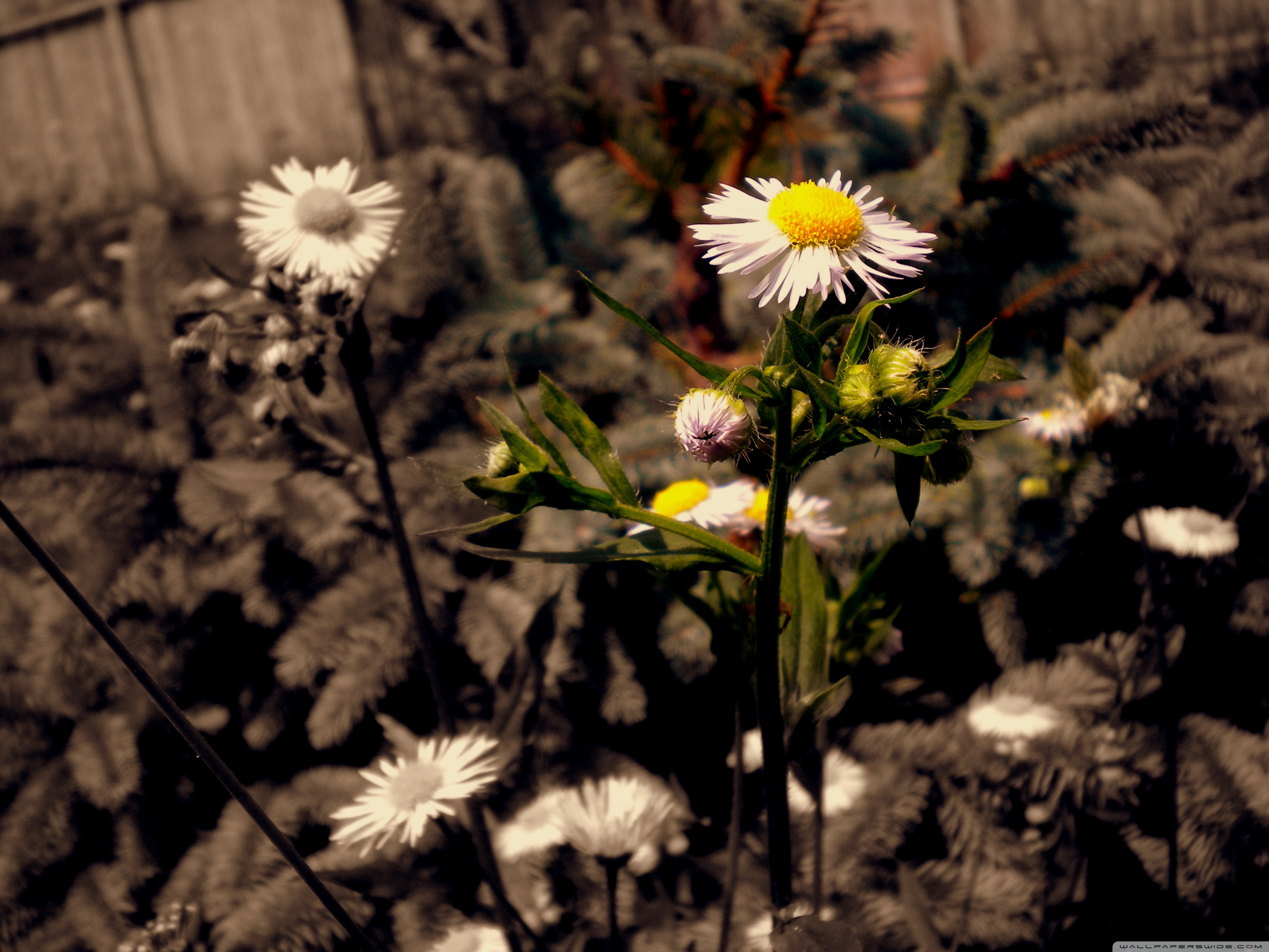 Special - HD Wallpaper 