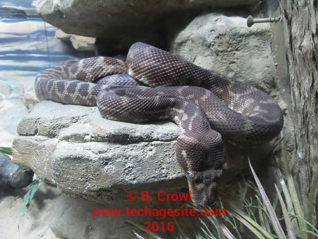 Python - HD Wallpaper 