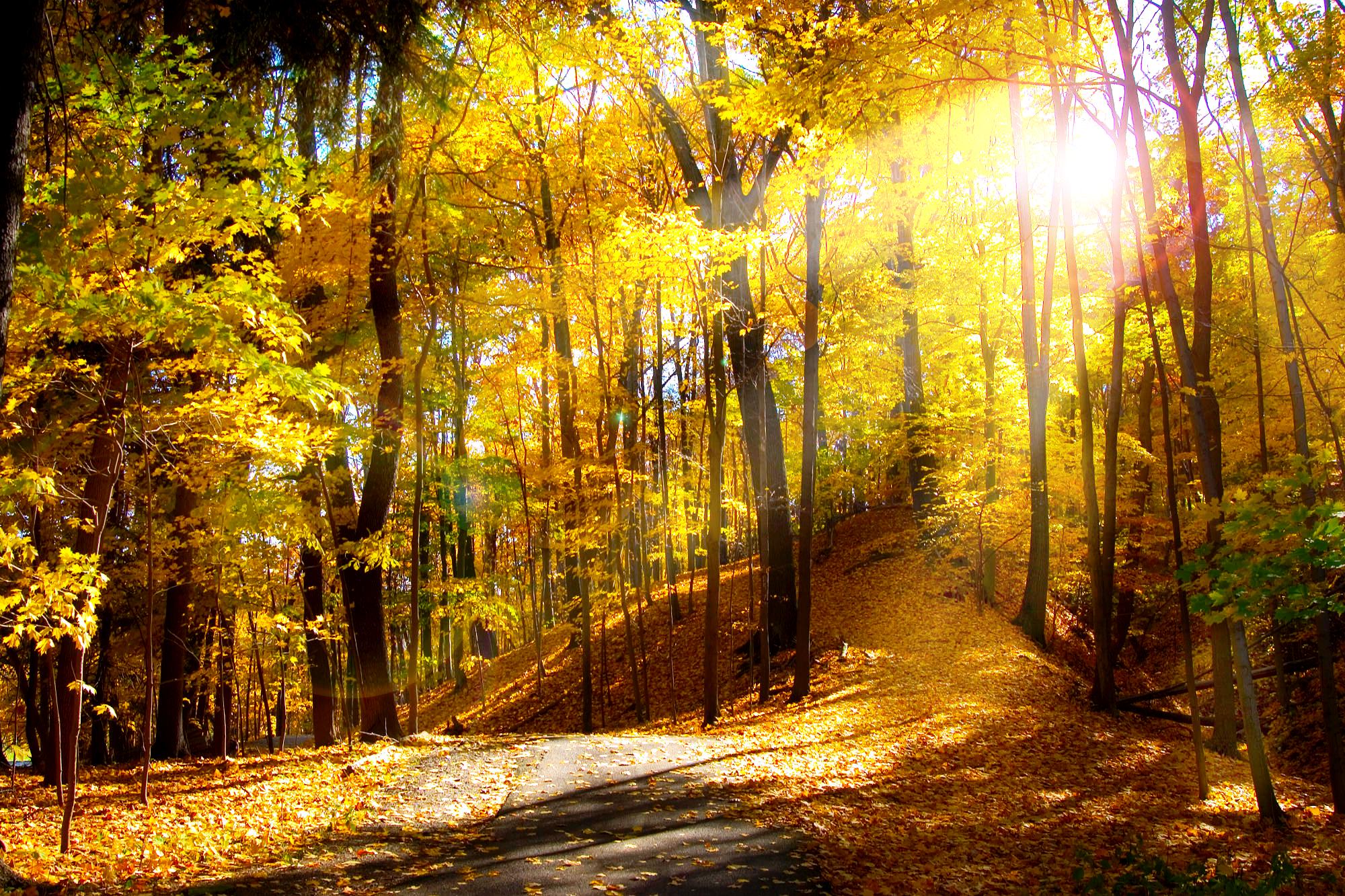 Free Desktop Wallpaper Fall Colors, Hd Quality Fall - Bosque Con Mucha Luz - HD Wallpaper 