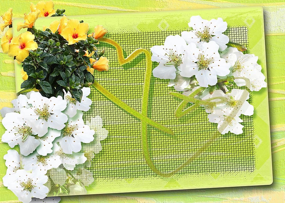 Closeup Photo Of White And Yellow Petaled Flowers, - พุธ สุขสันต์ วัน สี เขียว - HD Wallpaper 