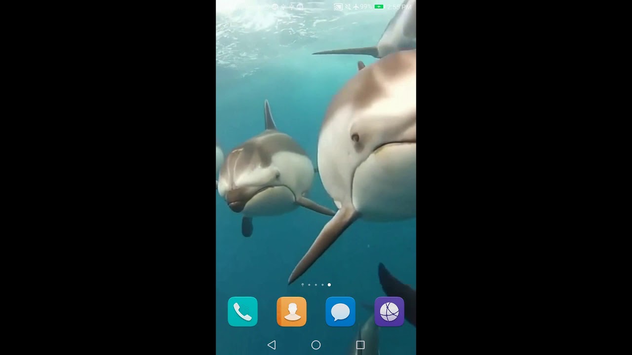 Bottlenose Dolphin - HD Wallpaper 