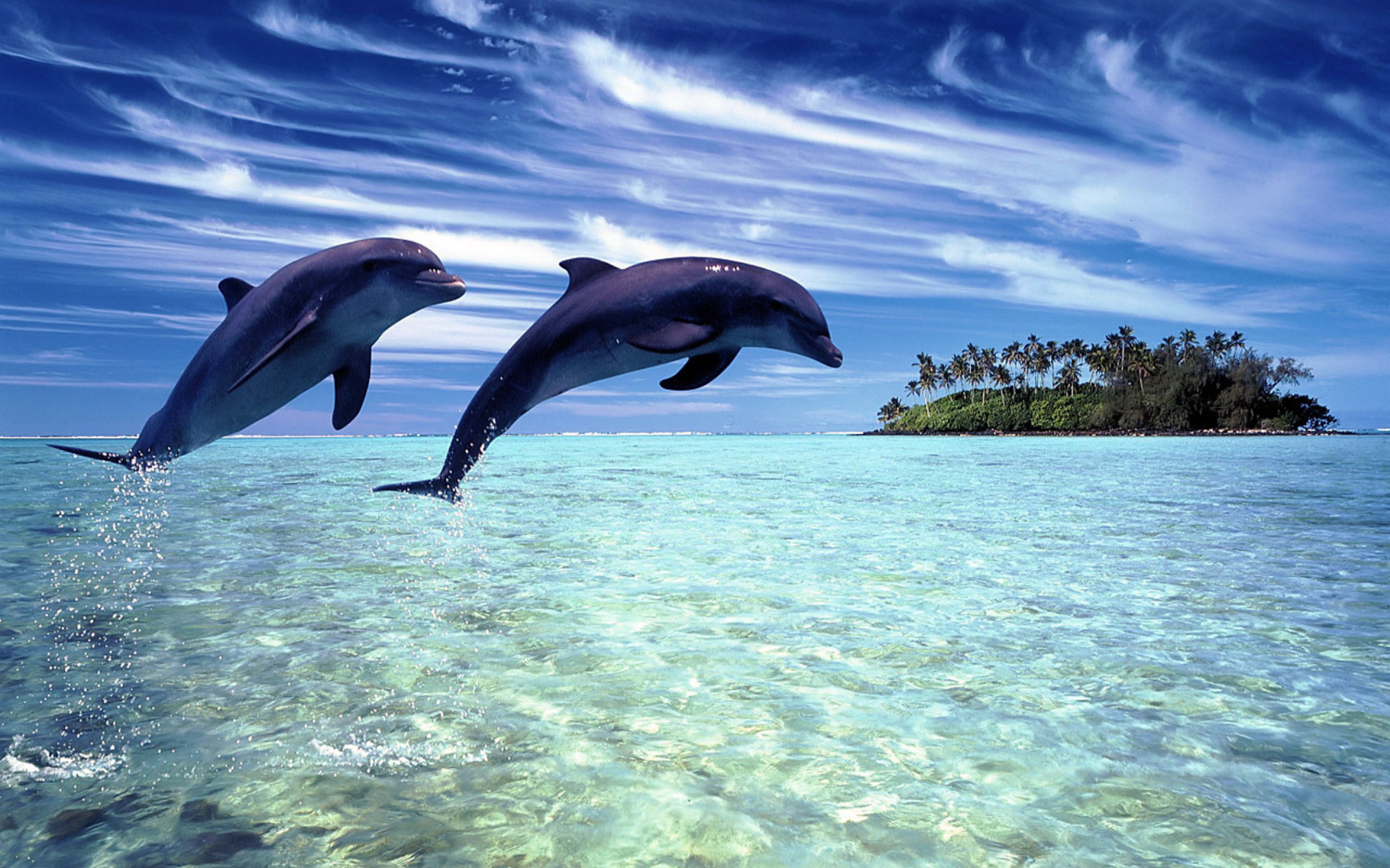 Dolphin Hd Wallpapers 1080p - HD Wallpaper 