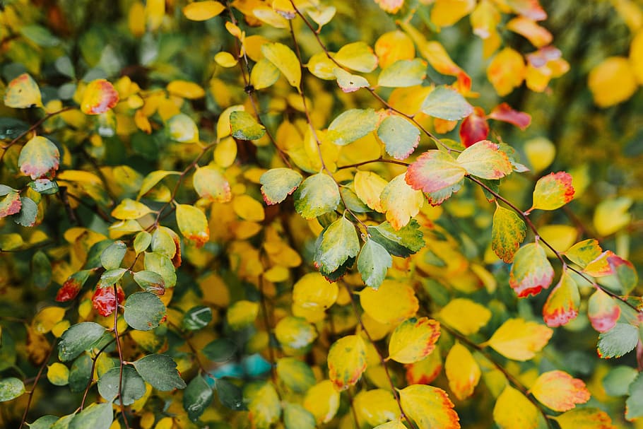 Yellow Leaves, Background, Green, Brown, Bush, Twig, - Fruit Tree - HD Wallpaper 